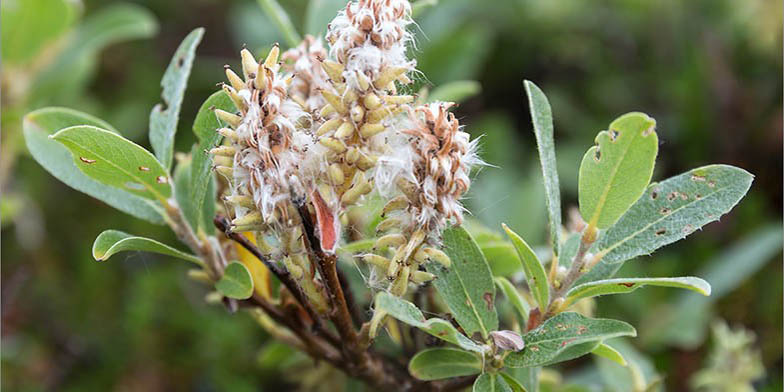 Gray-leaved willow – description, flowering period and general distribution in Nunavut. willow branch in leaves and flowers