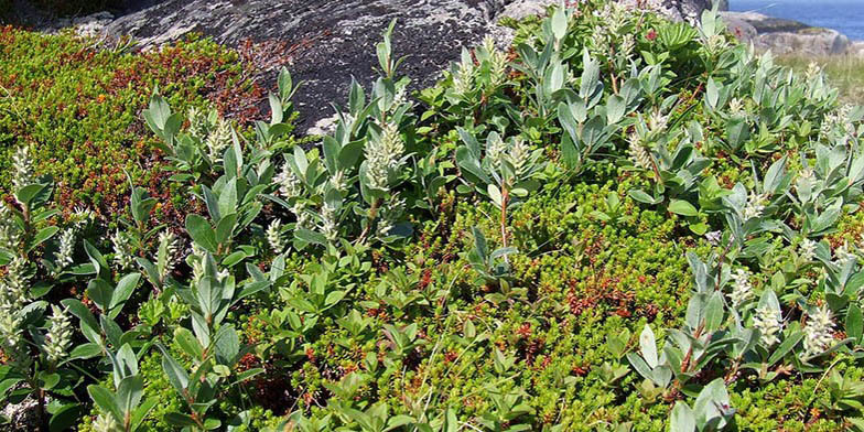 Gray-leaved willow – description, flowering period and general distribution in British Columbia. young shoots growing on the rocks