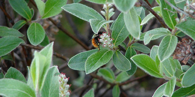 Gray willow – description, flowering period and general distribution in Alaska. spring plant close up