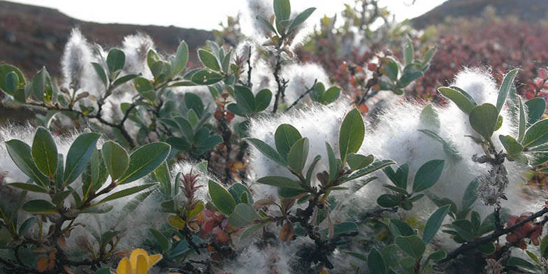 Salix glauca – description, flowering period and general distribution in Alaska. flowering branches in white fluff