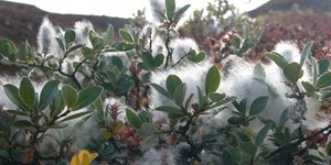 Salix glauca – description, flowering period and time in Nunavut, flowering branches in white fluff.