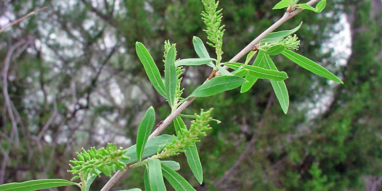 Western black willow – description, flowering period and general distribution in Utah. sprig of willow in inflorescences