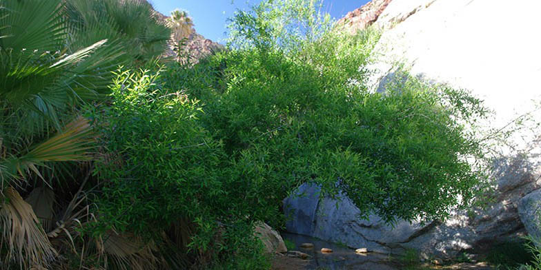 Western black willow – description, flowering period and general distribution in Colorado. young green bush among the rocks