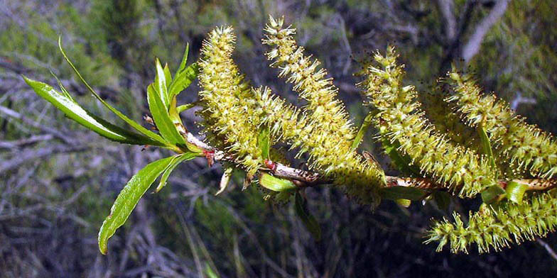 Goodding's willow – description, flowering period and general distribution in Texas. inflorescences of willow in the sun