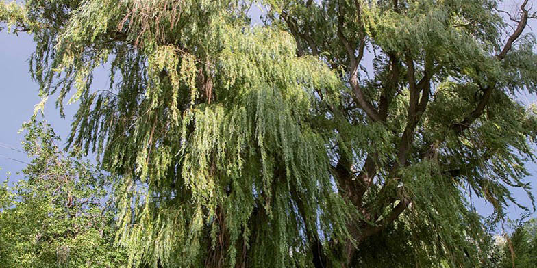 Valley willow – description, flowering period and general distribution in California. more luxurious tree