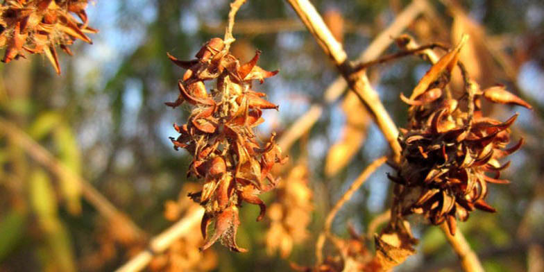 Western black willow – description, flowering period and general distribution in Colorado. box fruits