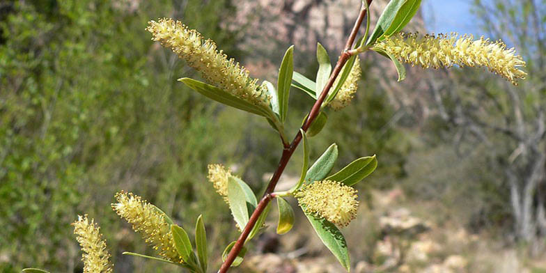 Western black willow – description, flowering period and general distribution in Utah. flowering tassels on a branch