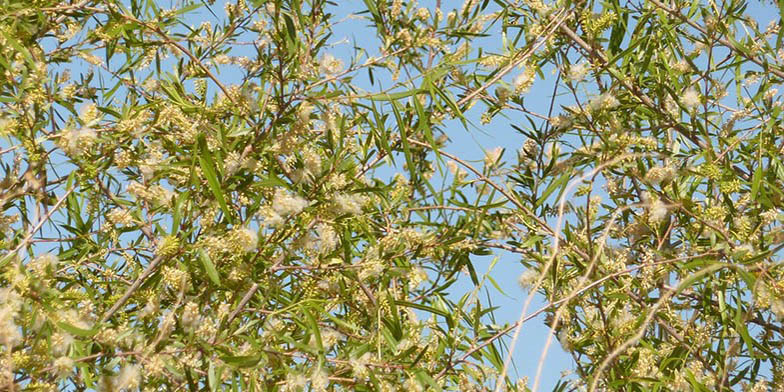 Western black willow – description, flowering period and general distribution in Colorado. end flowering period