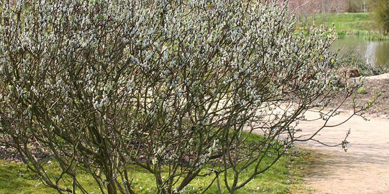 Salix hastata – description, flowering period. bloom in early spring before the leaves bloom