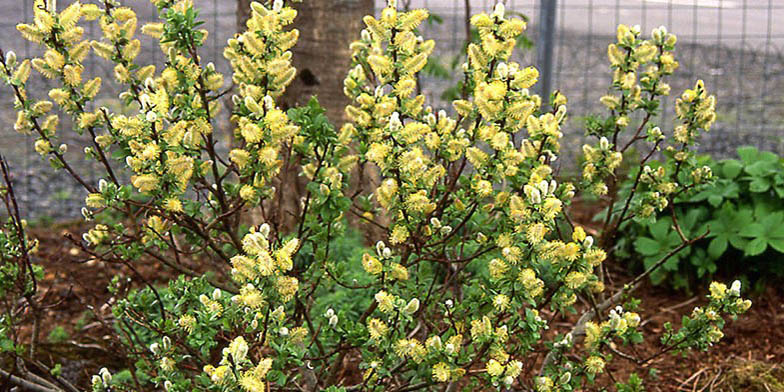 Halberd willow – description, flowering period. young bush in tender yellow flowers