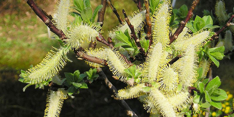 Salix hastata – description, flowering period. young branches in the sun