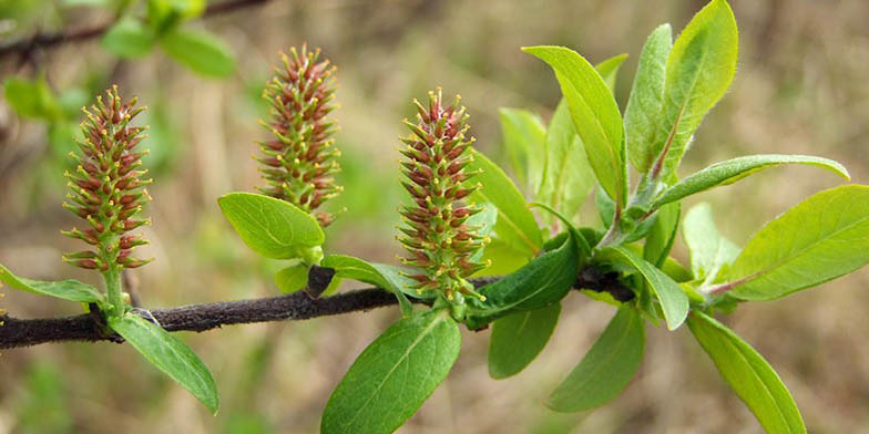 Halberd willow – description, flowering period. branch close-up at the end of flowering