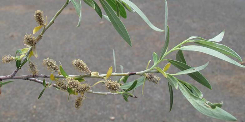 Salix lemmonii – description, flowering period and general distribution in Colorado. close-up of inflorescences on a young branch