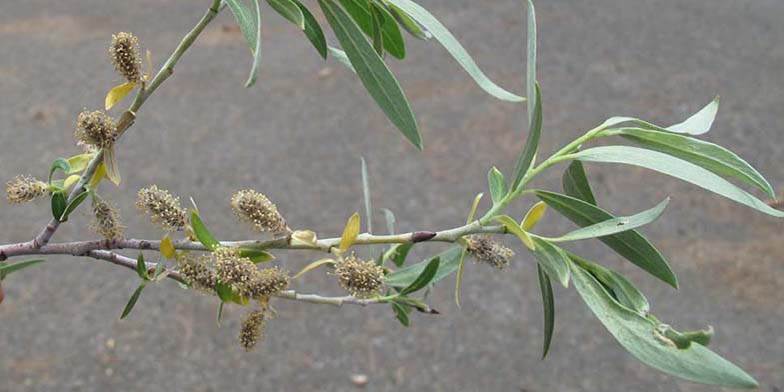 Lemmon's willow – description, flowering period and general distribution in Wyoming. close-up of inflorescences on a young branch