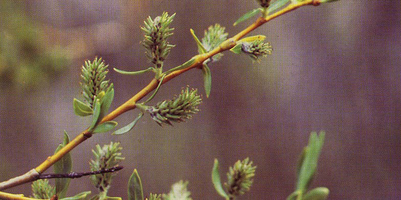 Salix lemmonii – description, flowering period. close-up of inflorescences on a young branch