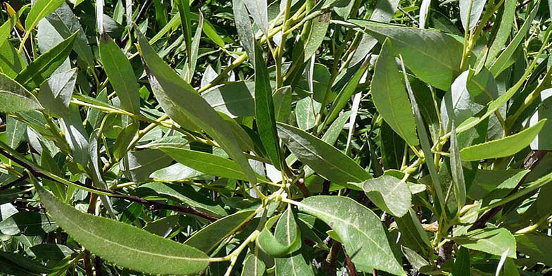 Salix lemmonii – description, flowering period. dense foliage of willow
