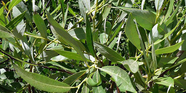 Salix lemmonii – description, flowering period and general distribution in Colorado. large shrub in the forest