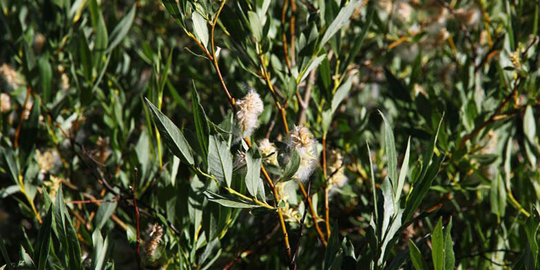 Lemmon's willow – description, flowering period and general distribution in California. willow lemon bush at the end of the flowering period