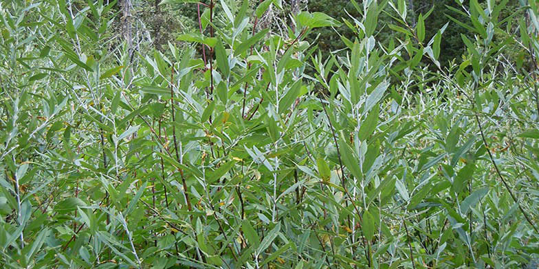 Salix lemmonii – description, flowering period and general distribution in British Columbia. thin branches in green leaves