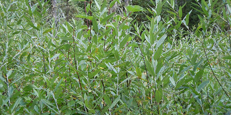 Lemmon's willow – description, flowering period and general distribution in Wyoming. thin branches in green leaves