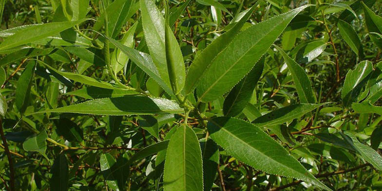 Red willow – description, flowering period and general distribution in Saskatchewan. Green leaves, characteristic shape