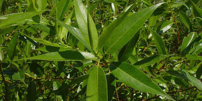 Whiplash willow – description, flowering period and general distribution in Rhode Island. Green leaves, characteristic shape