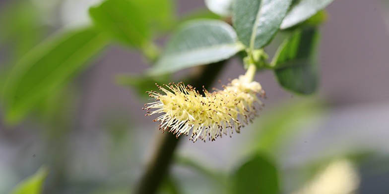 Shining willow – description, flowering period. One beautiful catkin, close up