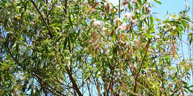 Shining willow – description, flowering period and general distribution in Saskatchewan. Flowering plant