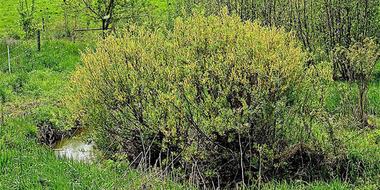 Western shining willow – description, flowering period. Plant general plan, summer