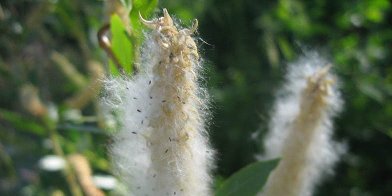 Red willow – description, flowering period and general distribution in Saskatchewan. The plant is covered with catkins that are already fading.