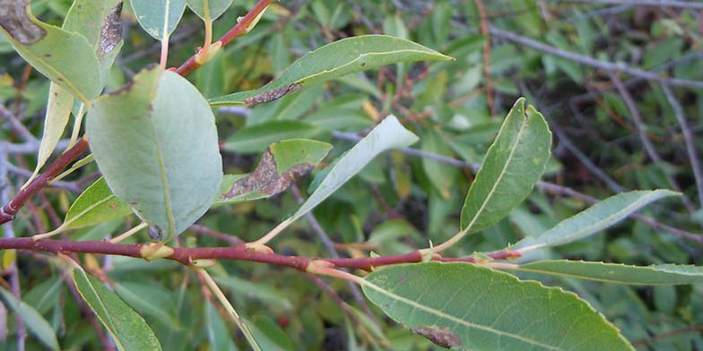 Salix lutea – description, flowering period and general distribution in Iowa. green leaves, shape and texture