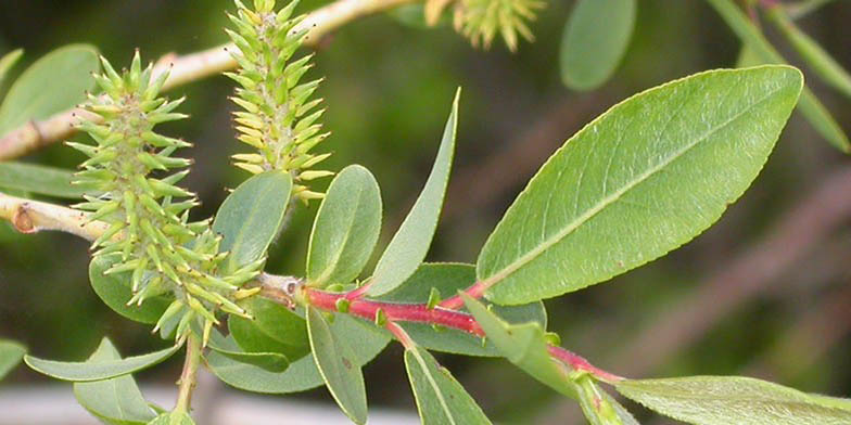 Yellow willow – description, flowering period and general distribution in Alberta. flowering branch close-up