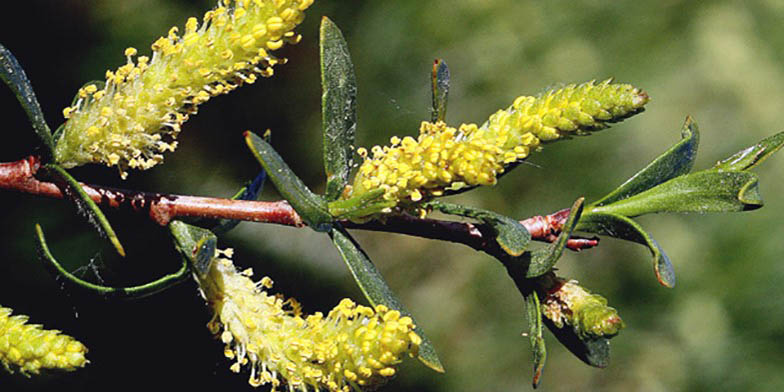 Salix monticola – description, flowering period and general distribution in Utah. Flowering plant, beautiful colors