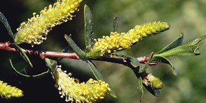 Salix monticola – description, flowering period and time in Utah, Flowering plant, beautiful colors.