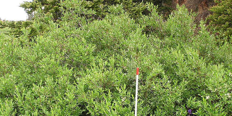 Mountain willow – description, flowering period and general distribution in Utah. Dense bushes