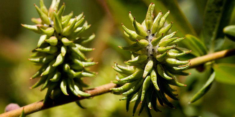 Salix monticola – description, flowering period. The plant is preparing to bloom