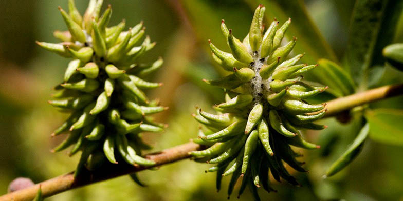 Park willow – description, flowering period and general distribution in New Mexico. The plant is preparing to bloom