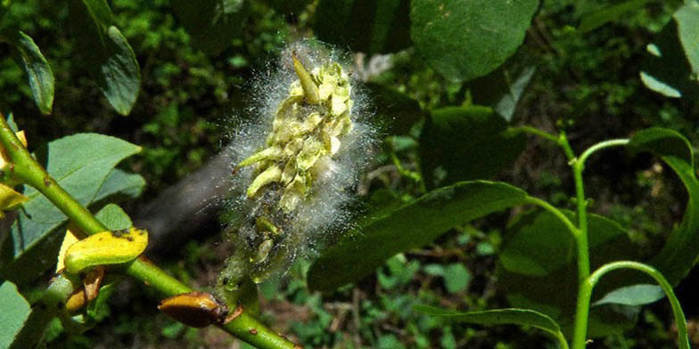 Mountain willow – description, flowering period and general distribution in Utah. Plant at the end of the flowering period