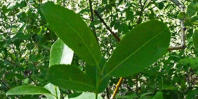 White willow – description, flowering period. Green leaves close up