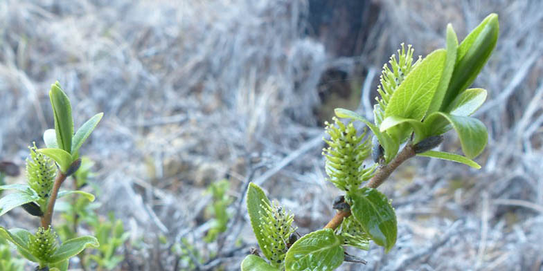 Low blueberry willow – description, flowering period and general distribution in Alberta. Flowering shrub