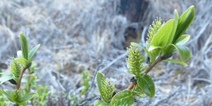 Salix myrtillifolia – description, flowering period and time in New Brunswick, Flowering shrub.