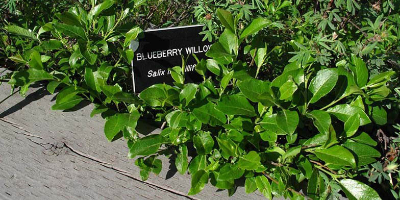 Salix myrtillifolia – description, flowering period. Shrub in summer