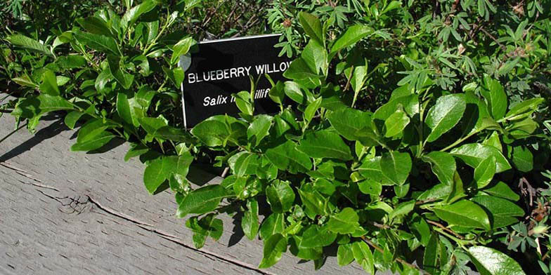 Salix myrtillifolia – description, flowering period and general distribution in Wyoming. Shrub in summer