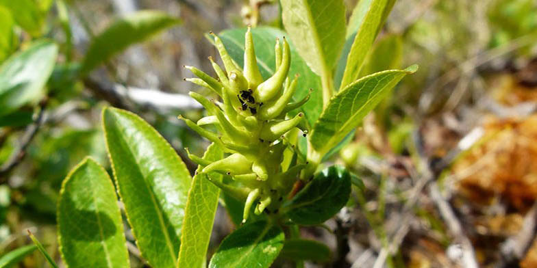 Tall blueberry willow – description, flowering period and general distribution in Manitoba. Shrub about to bloom, close-up