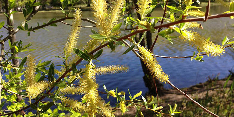 Swamp willow – description, flowering period and general distribution in Nebraska. On a branch earrings and green leaves on a background of the river