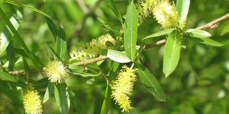 Scythe-leaved willow – description, flowering period and general distribution in Tennessee. Earrings and green leaves on a branch