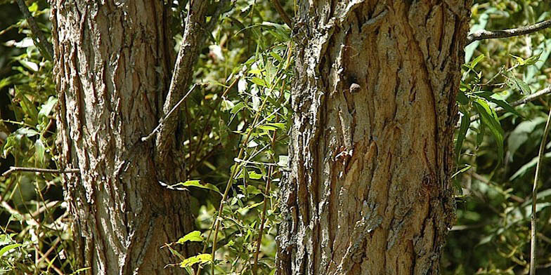 Salix nigra – description, flowering period and general distribution in Vermont. Trunk close up.