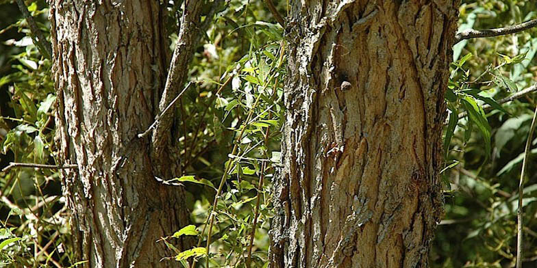 Swamp willow – description, flowering period and general distribution in Nebraska. Trunk close up.