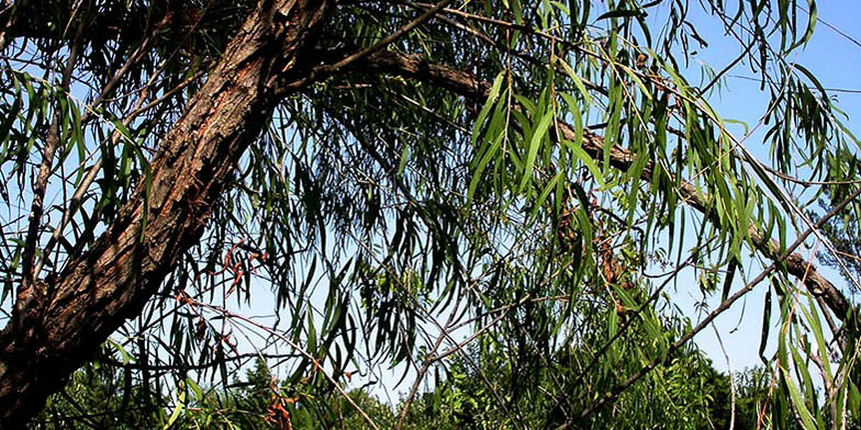 Salix nigra – description, flowering period and general distribution in Virginia. Plant in summer