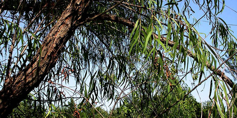 Southwestern black willow – description, flowering period and general distribution in North Carolina. Plant in summer
